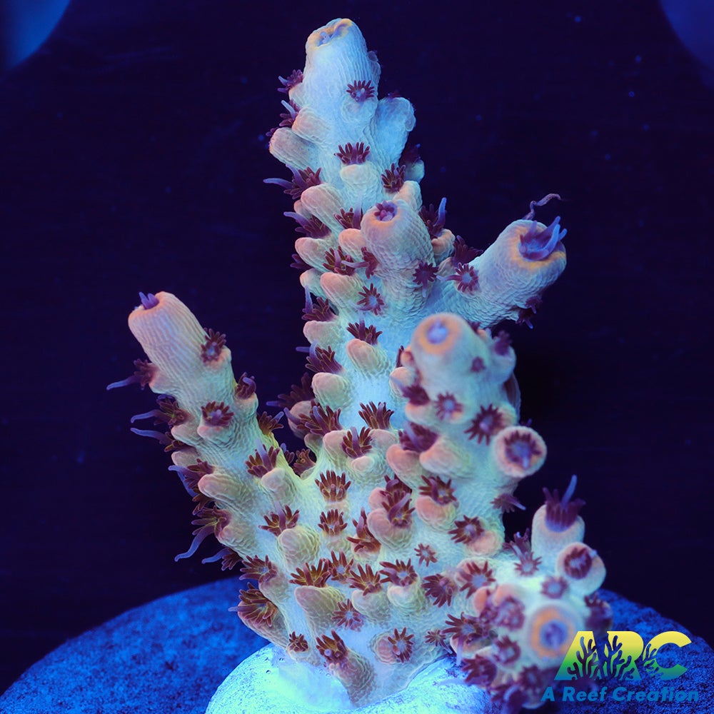 ARC Shape Shifter Acro