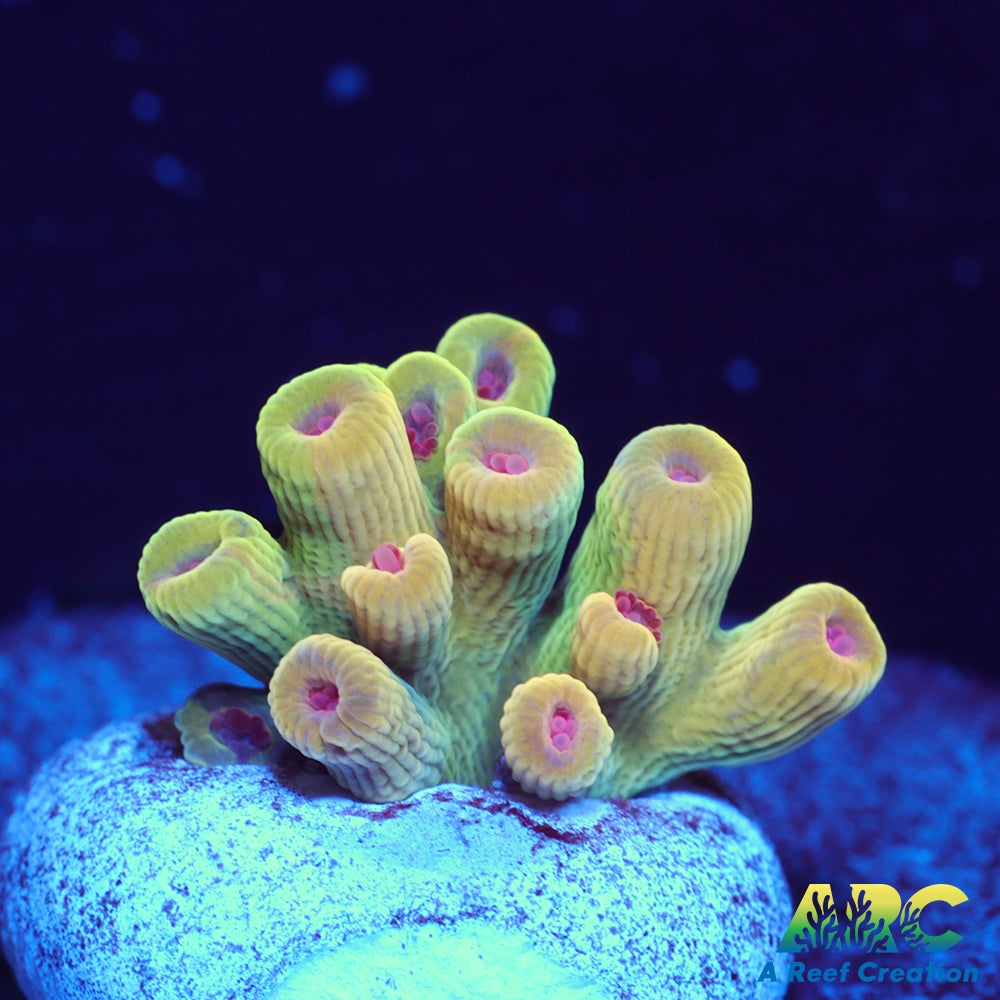 BK Chem Creme de la Creme