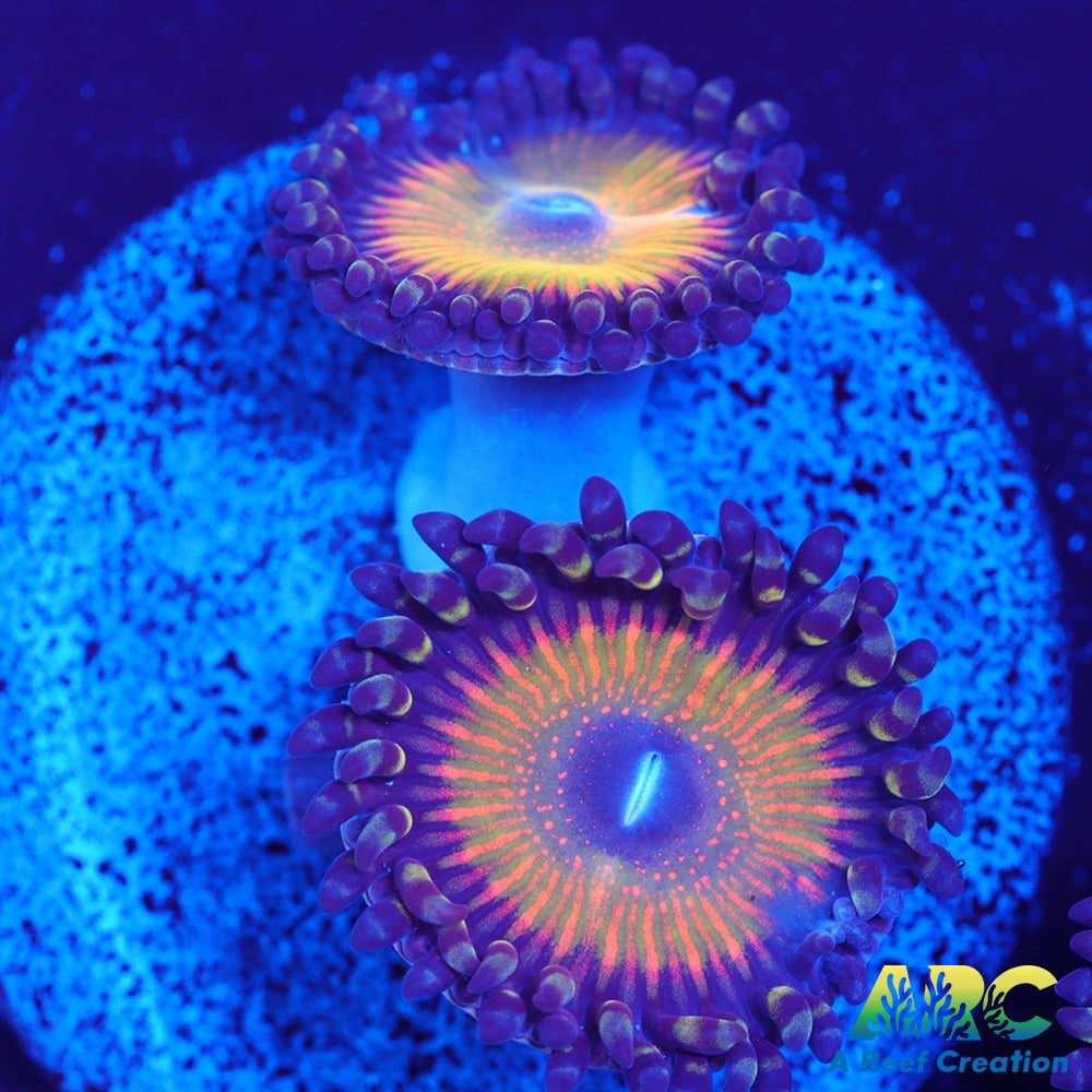 ASD Hyper Jubilee Palys