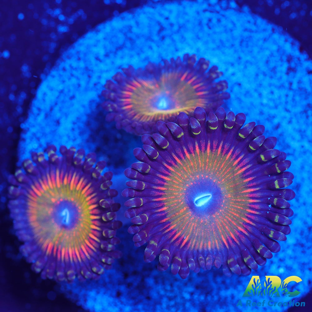 ASD Hyper Jubilee Palys