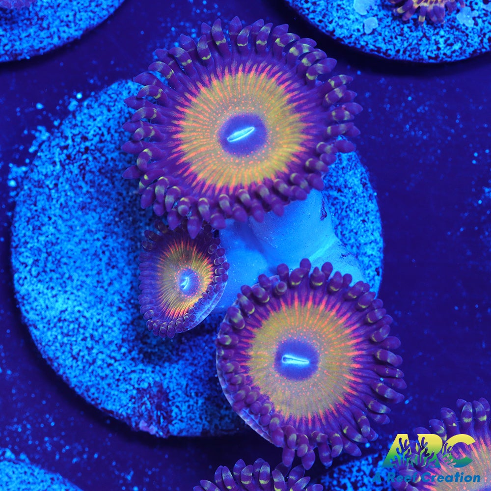 ASD Hyper Jubilee Palys