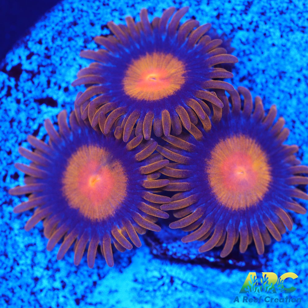 My Clementine Zoa