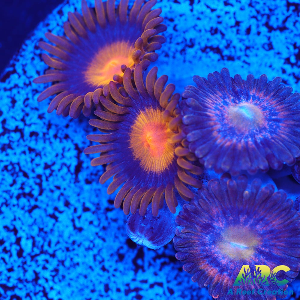 My Clementine Zoa
