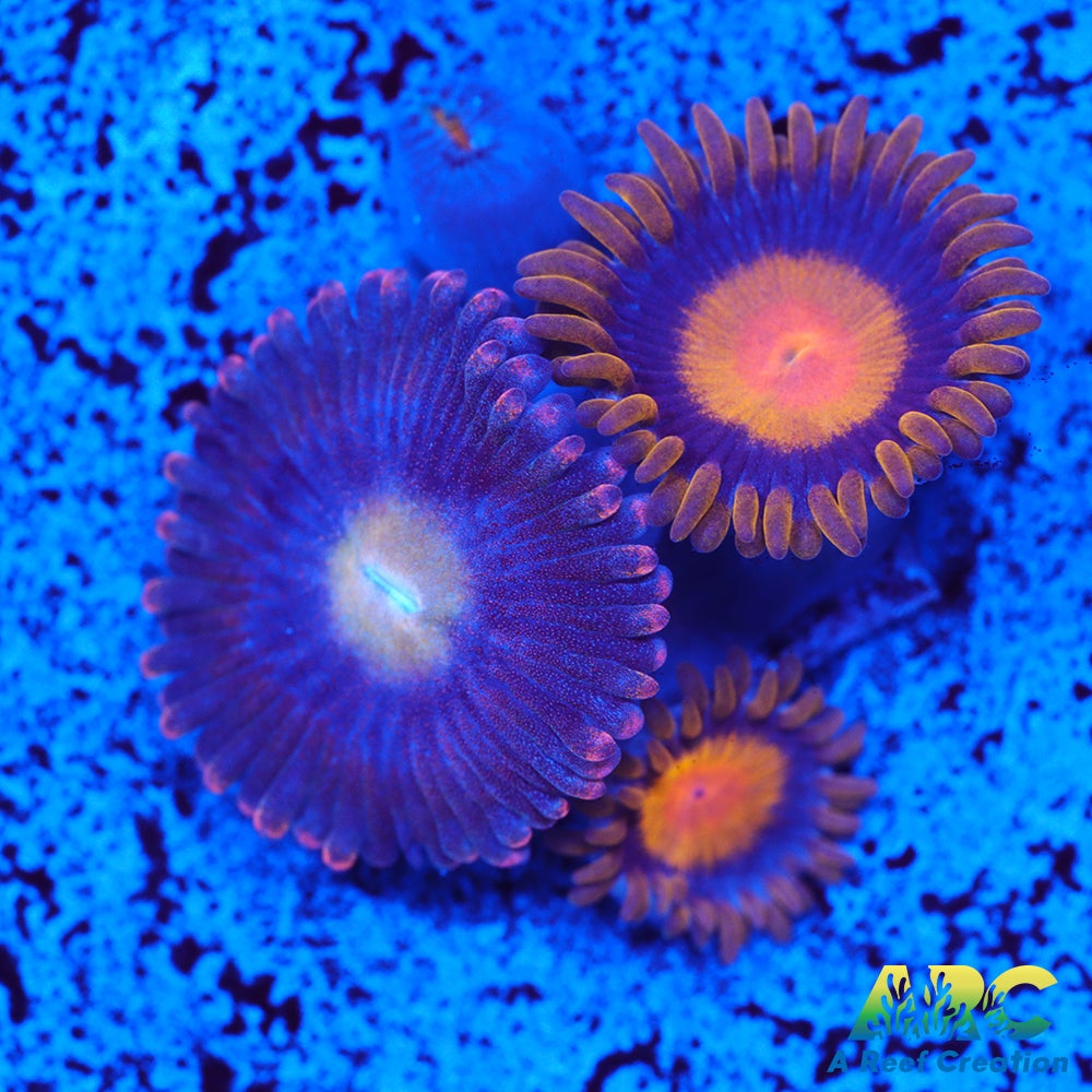My Clementine Zoa