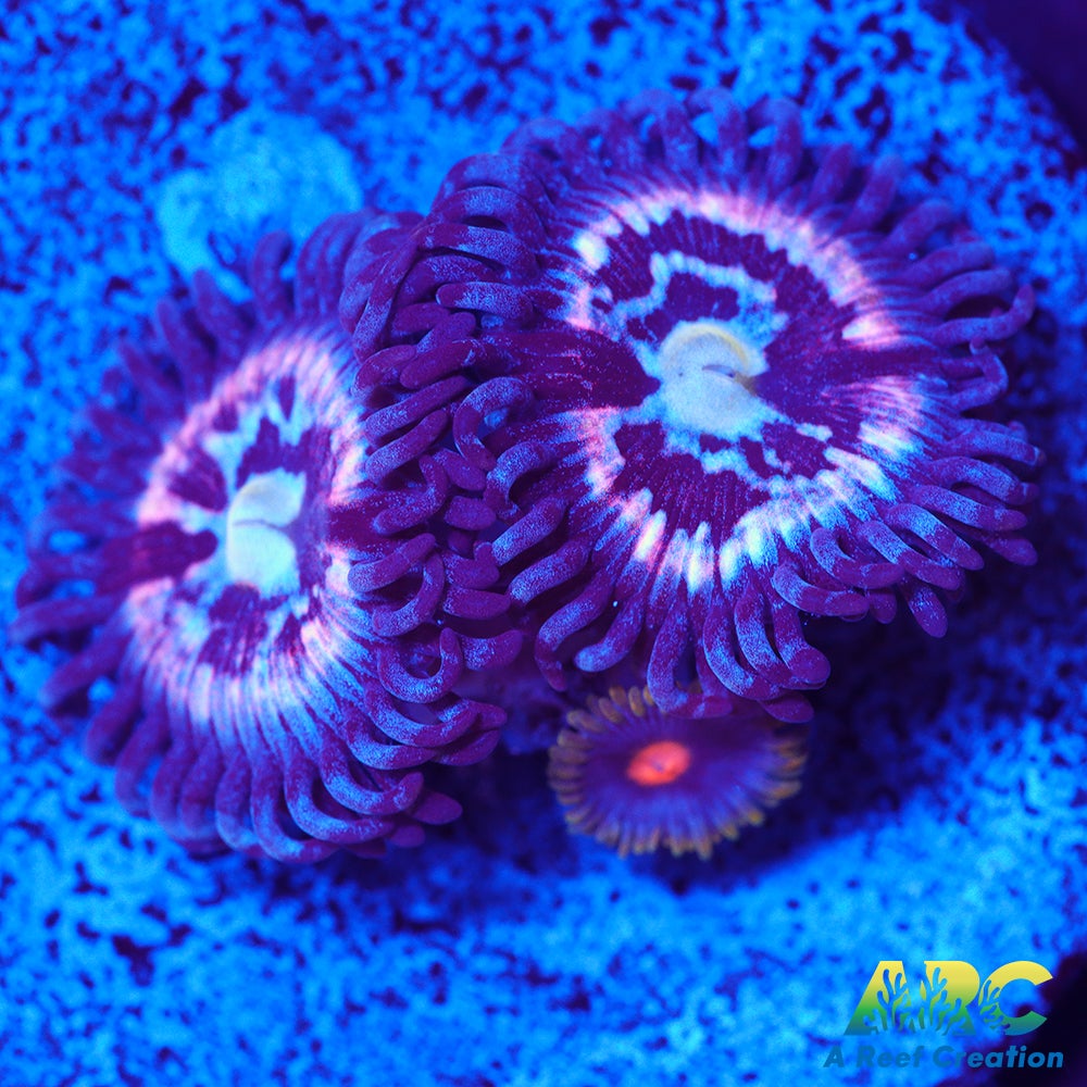 CC Pink Constellations