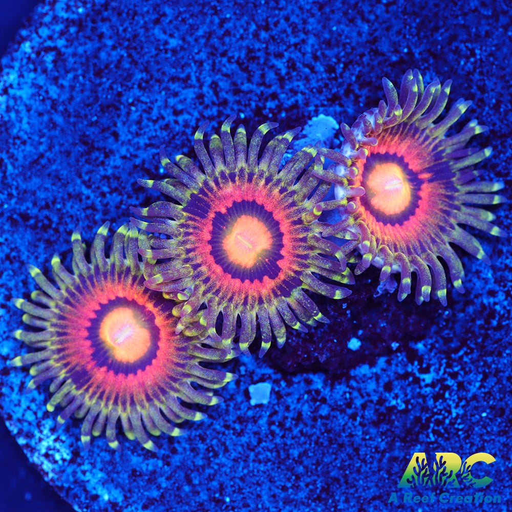 Rainbow Incinerators