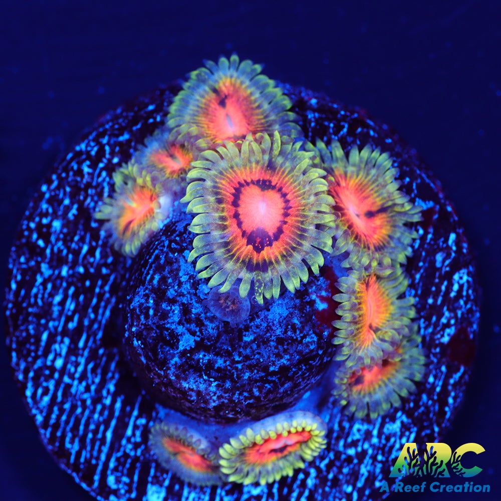 Rainbow Incinerators