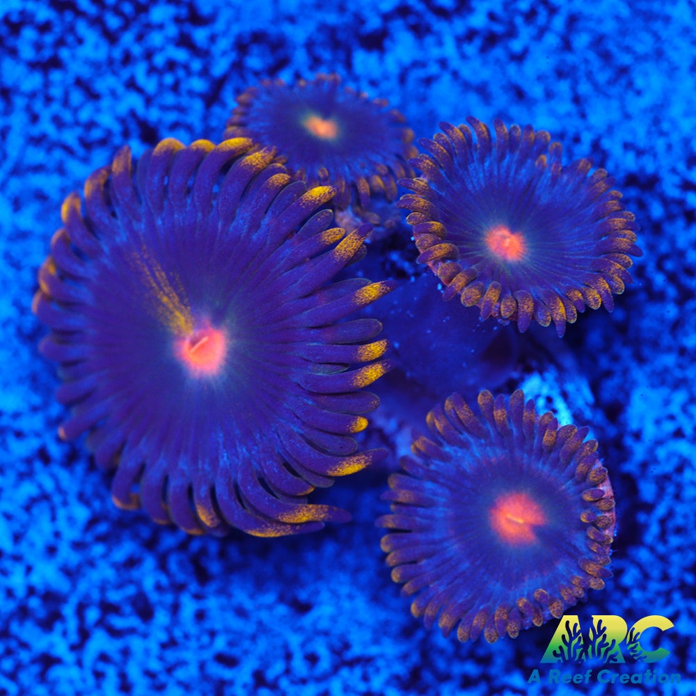 CC Alien Blueberries Zoa