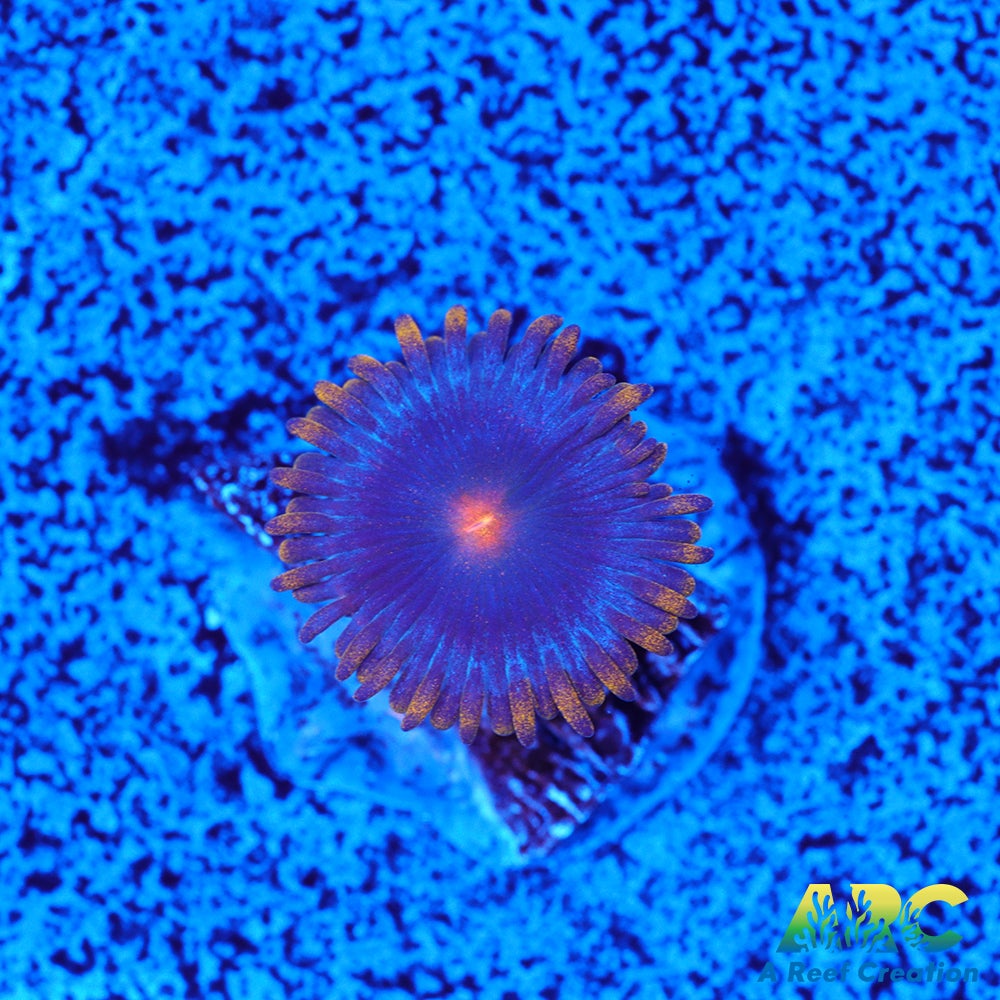 CC Alien Blueberries Zoa