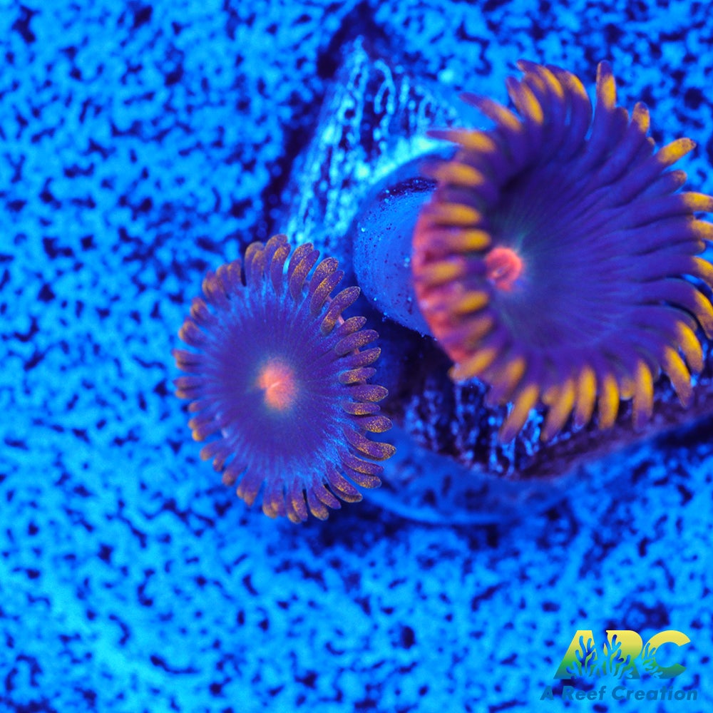 CC Alien Blueberries Zoa