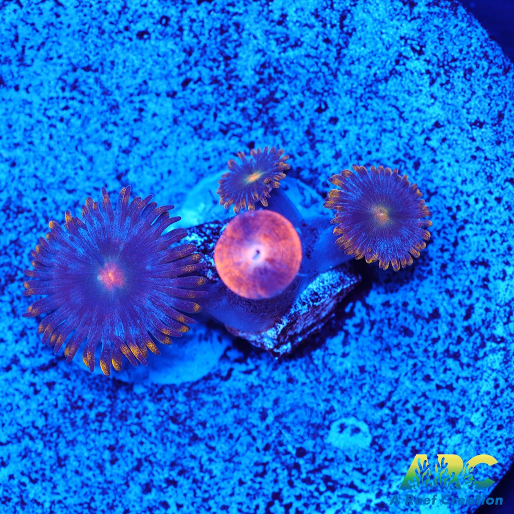 CC Alien Blueberries Zoa