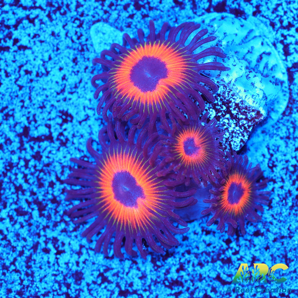 Johnny's Sea Pumpkins Zoas