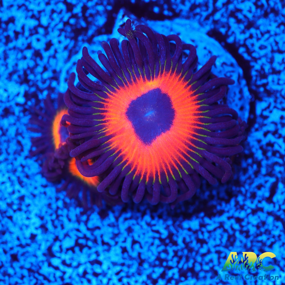 Johnny's Sea Pumpkins Zoas