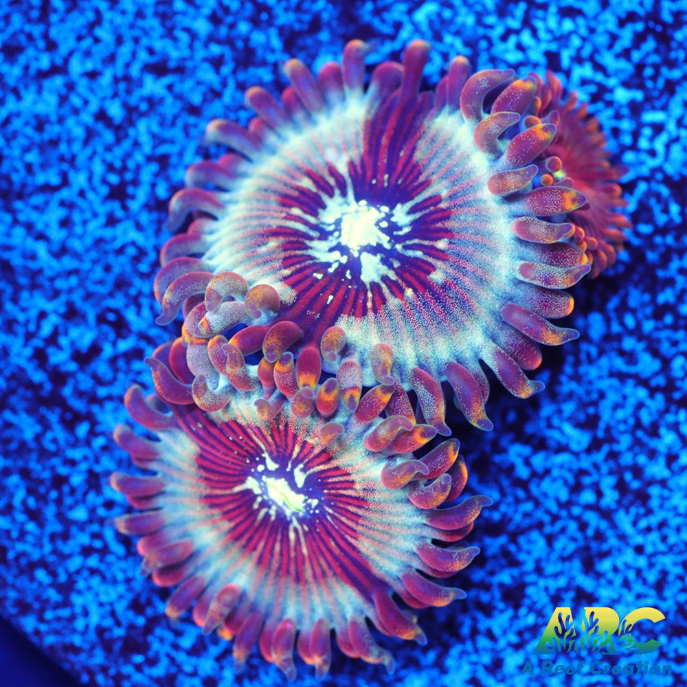 ARC Magical Magicians Zoas