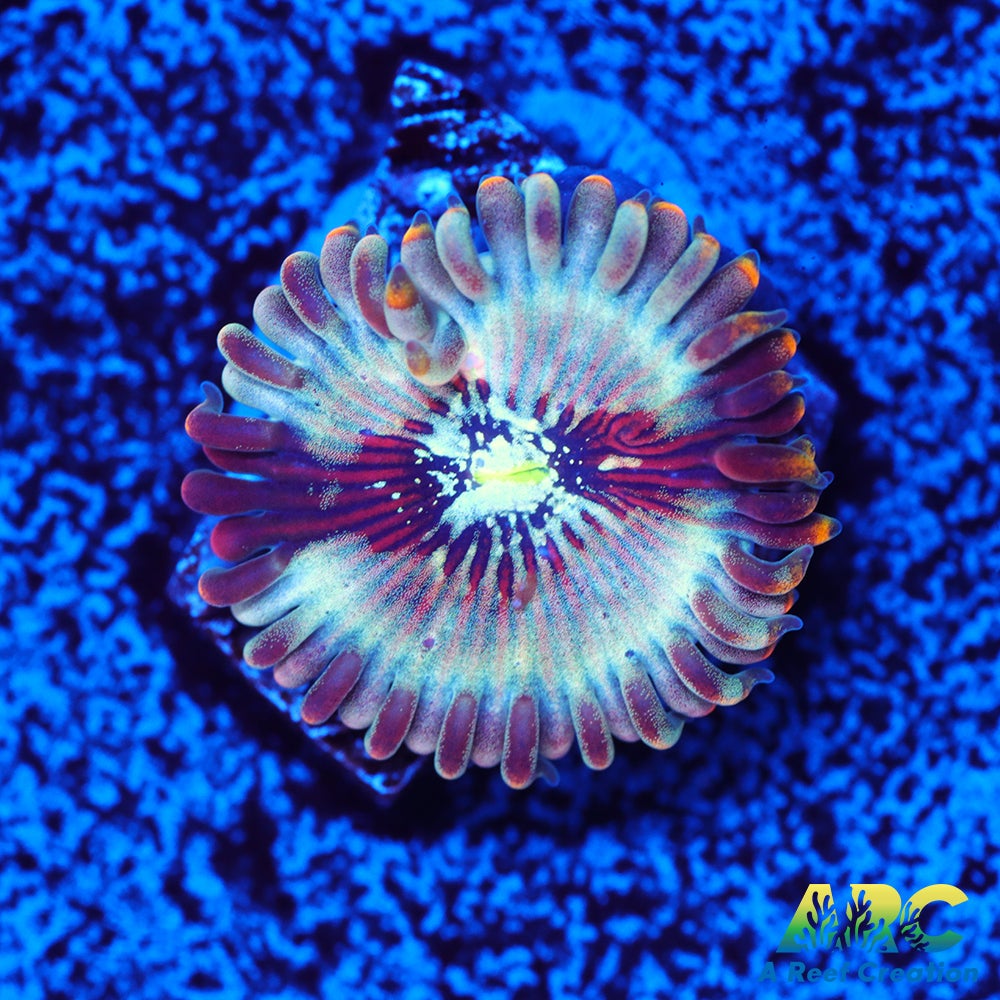 ARC Magical Magicians Zoas