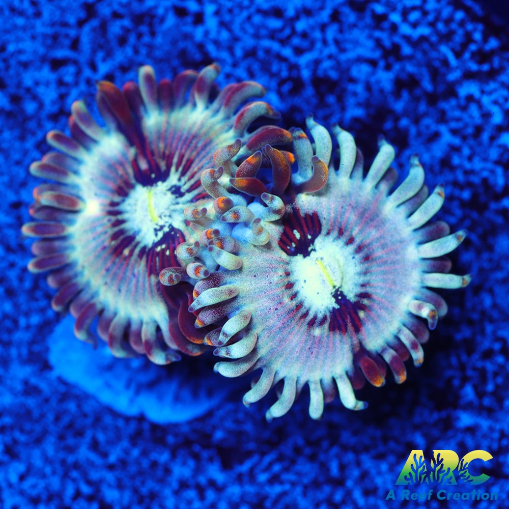 ARC Magical Magicians Zoas