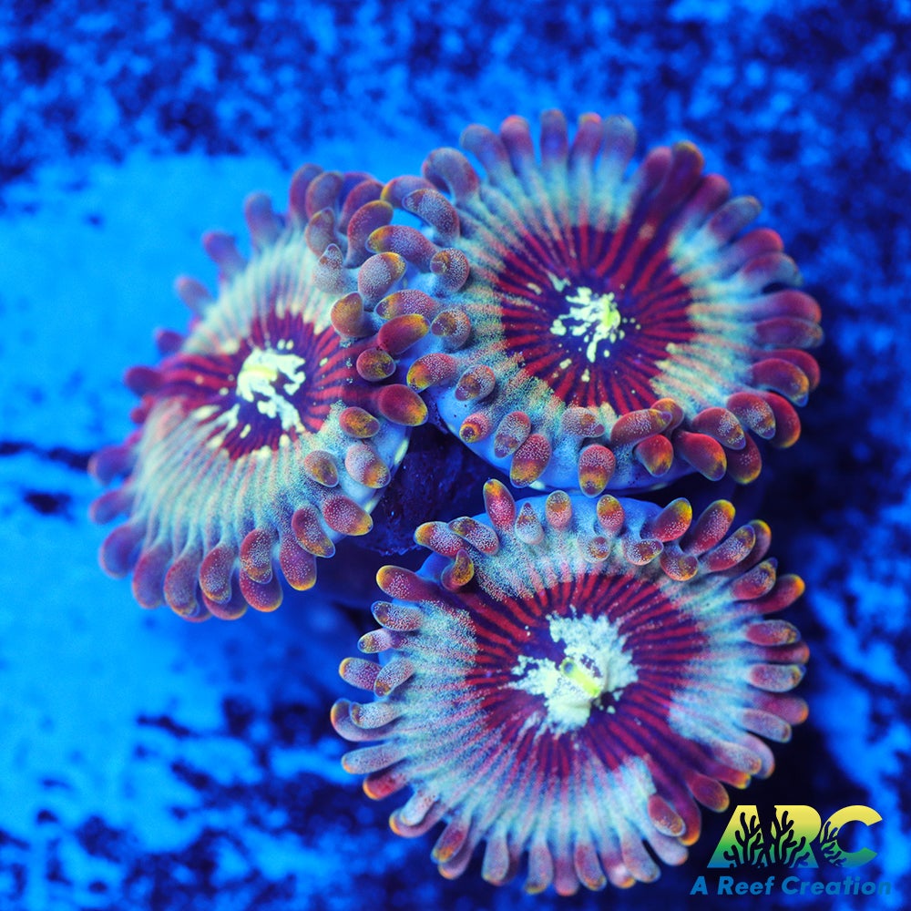 ARC Magical Magicians Zoas