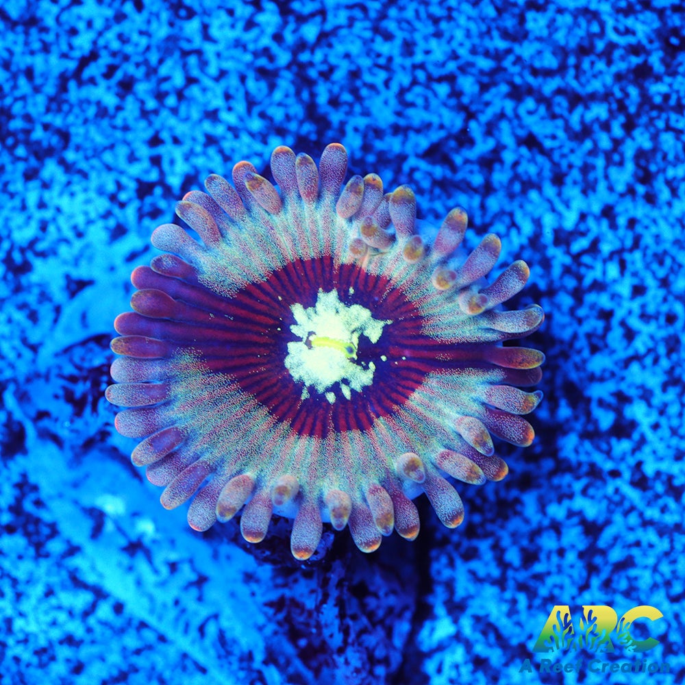 ARC Magical Magicians Zoas
