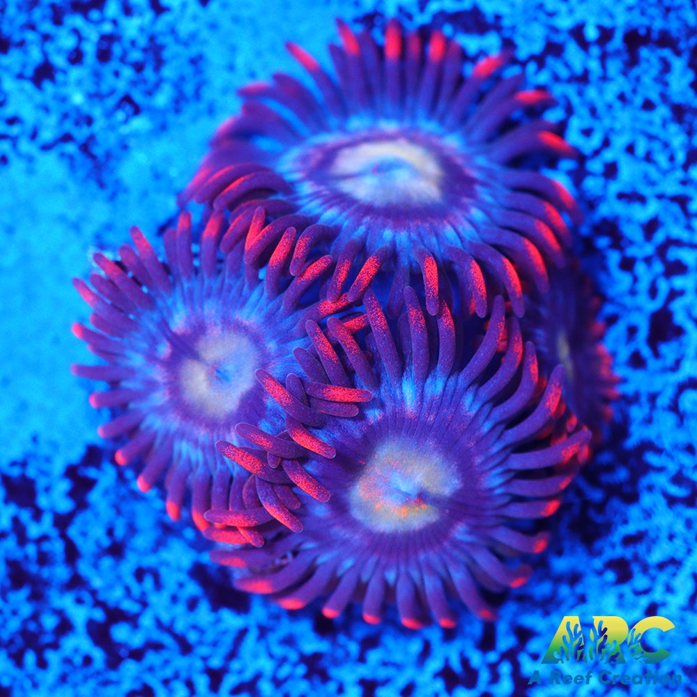 CC Burning Blue Skies