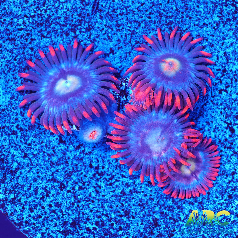 CC Burning Blue Skies