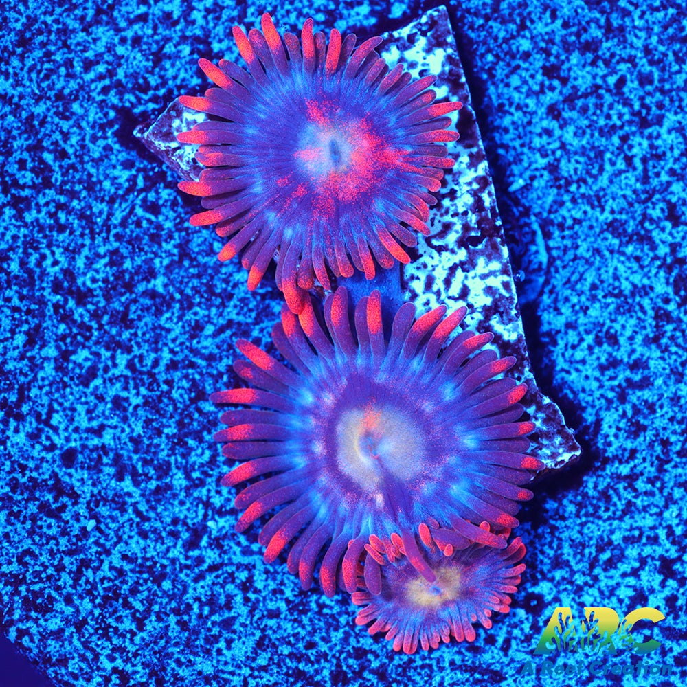 CC Burning Blue Skies