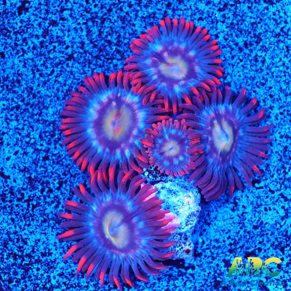 CC Burning Blue Skies