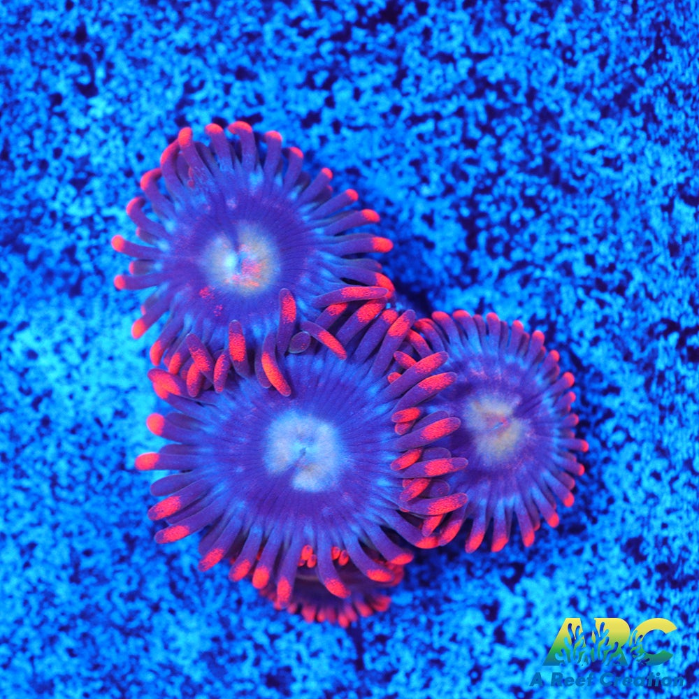 CC Burning Blue Skies