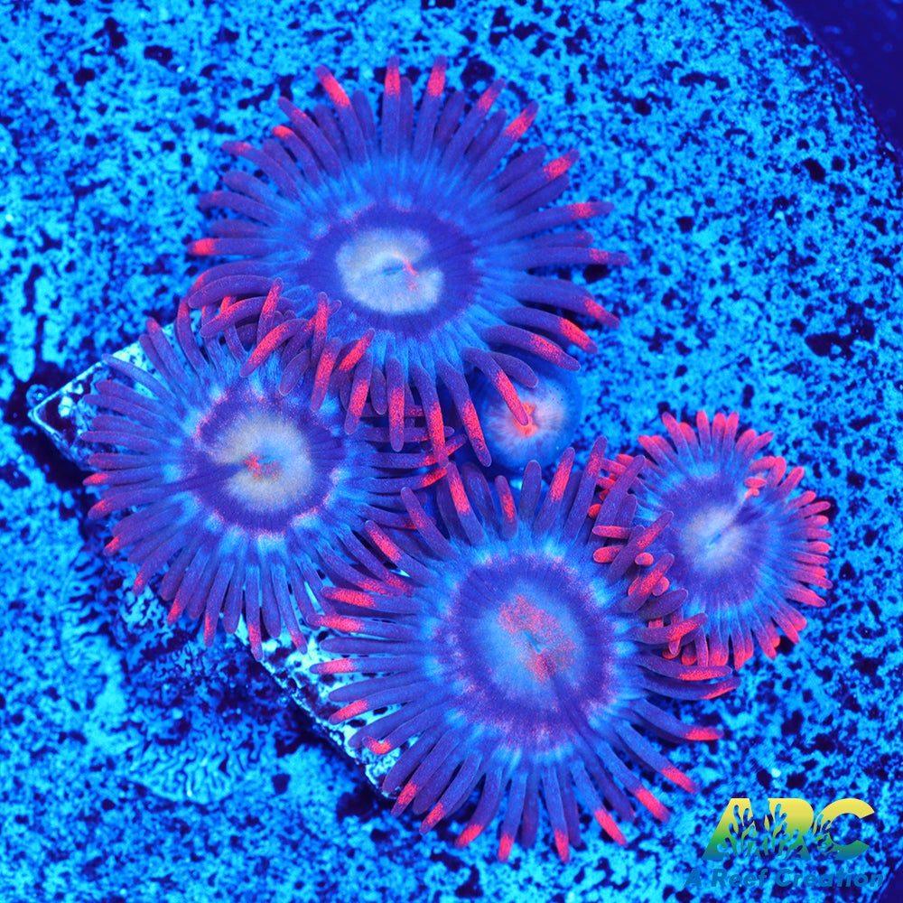 CC Burning Blue Skies