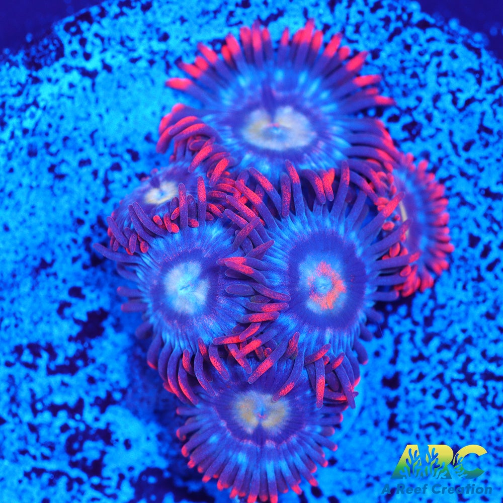 CC Burning Blue Skies