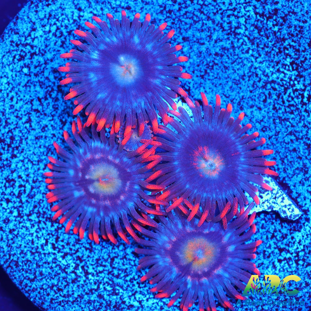 CC Burning Blue Skies