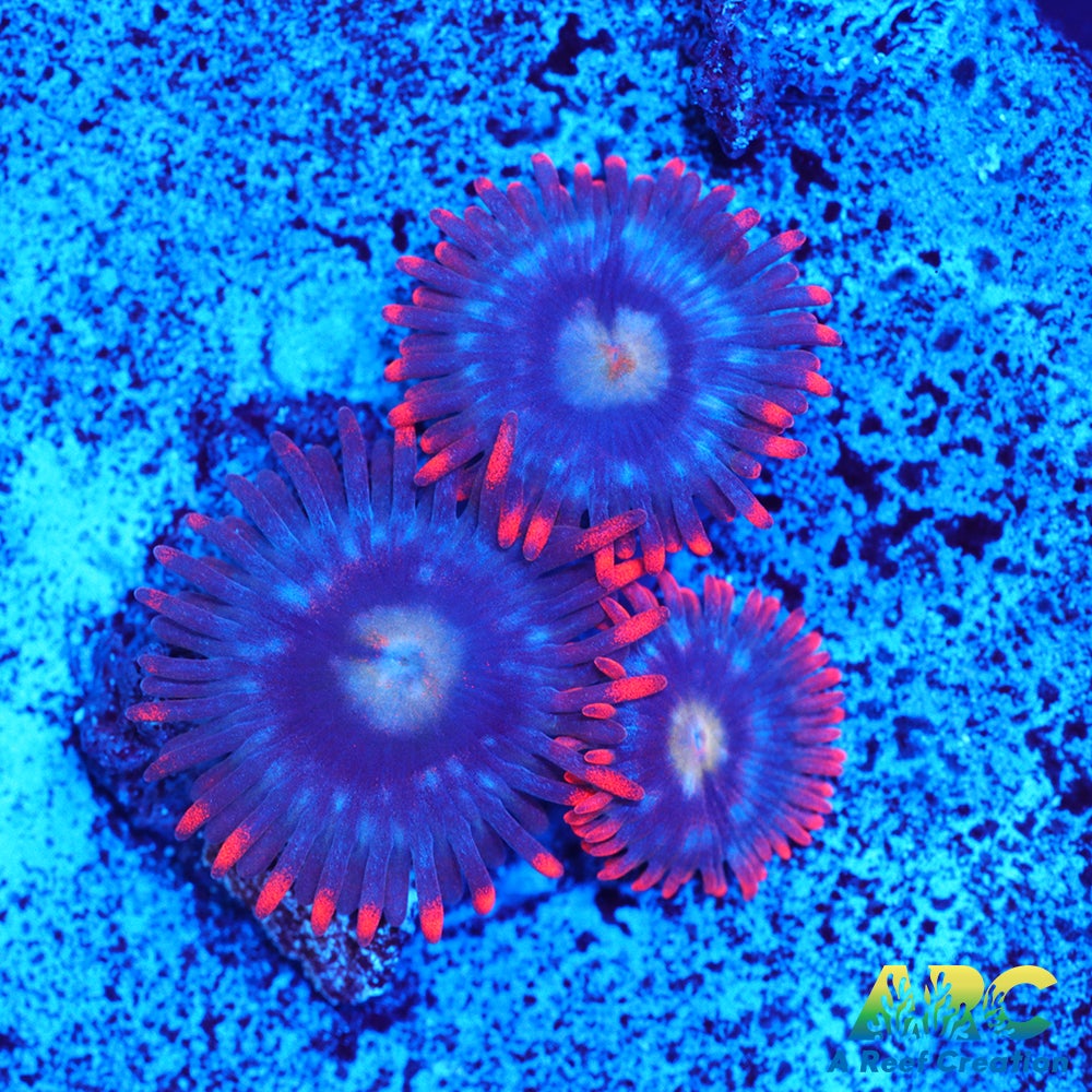 CC Burning Blue Skies