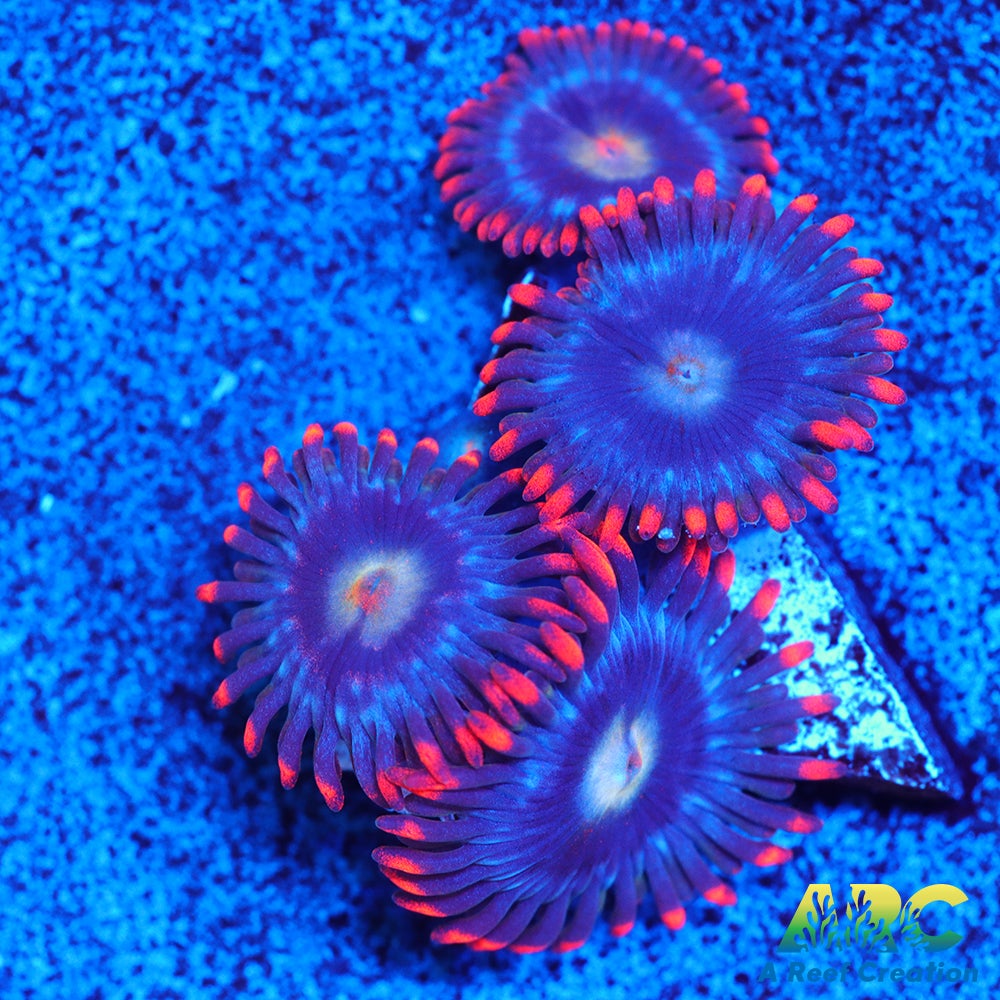 CC Burning Blue Skies