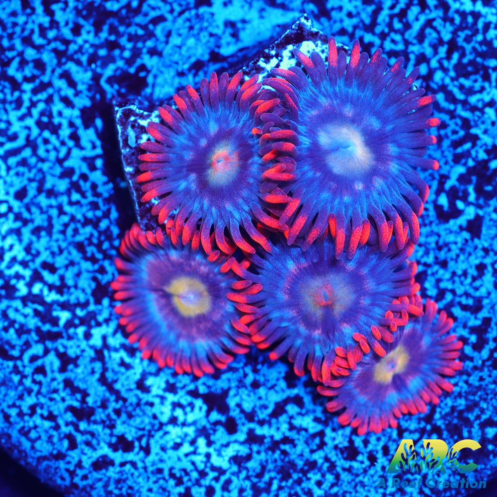 CC Burning Blue Skies