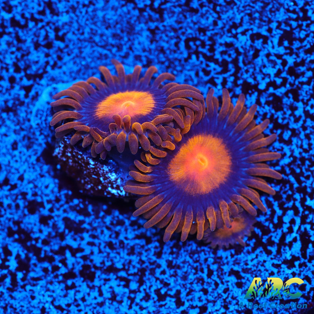 My Clementine Zoa