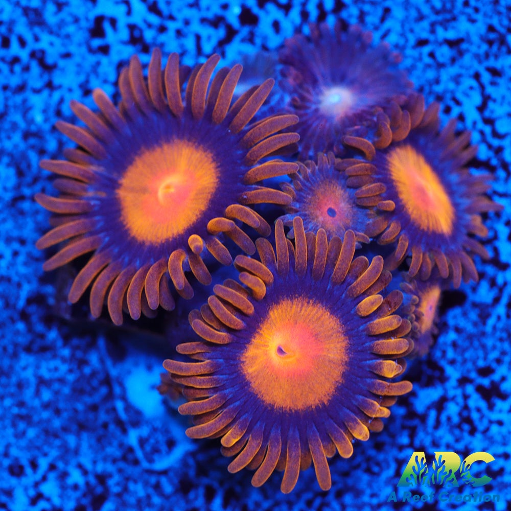My Clementine Zoa