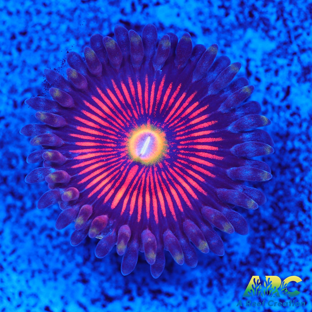 God of War Revolution