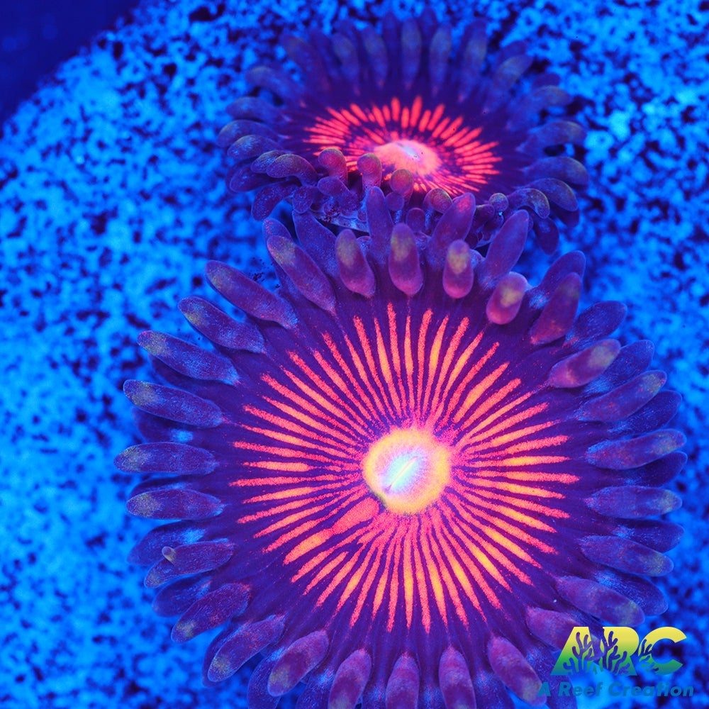 God of War Revolution