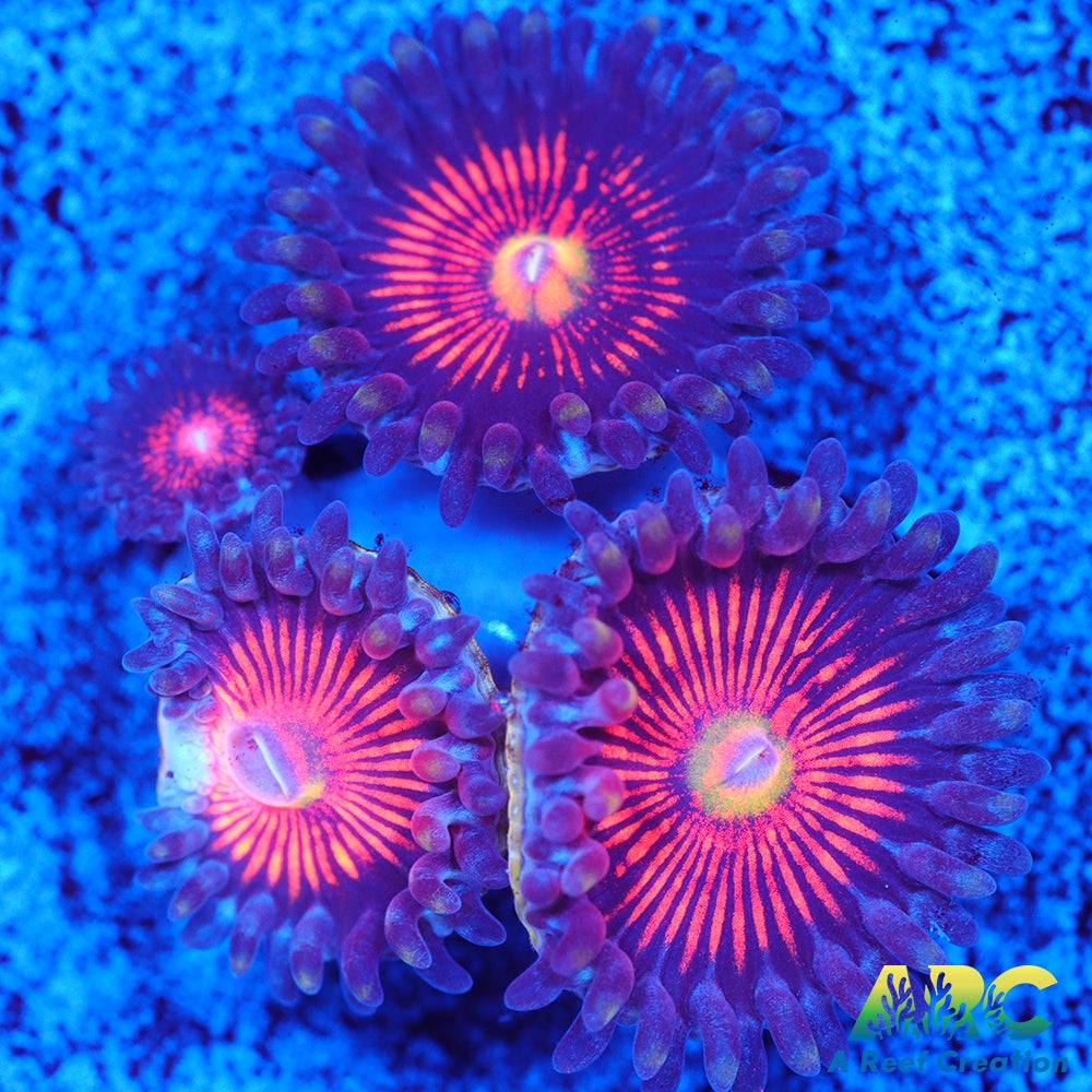 God of War Revolution