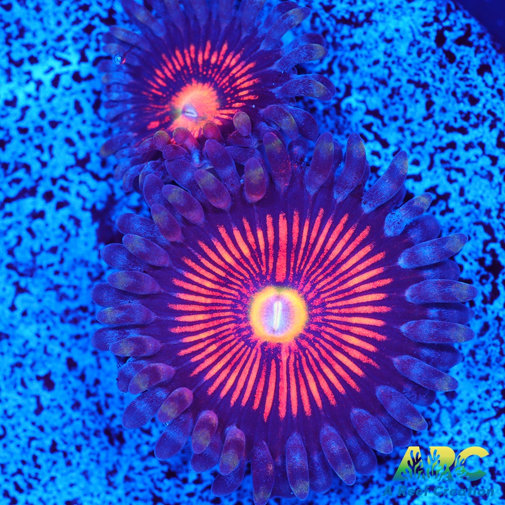 God of War Revolution