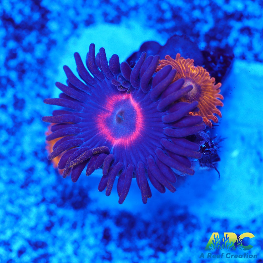 Purple Hearts and Pikachus