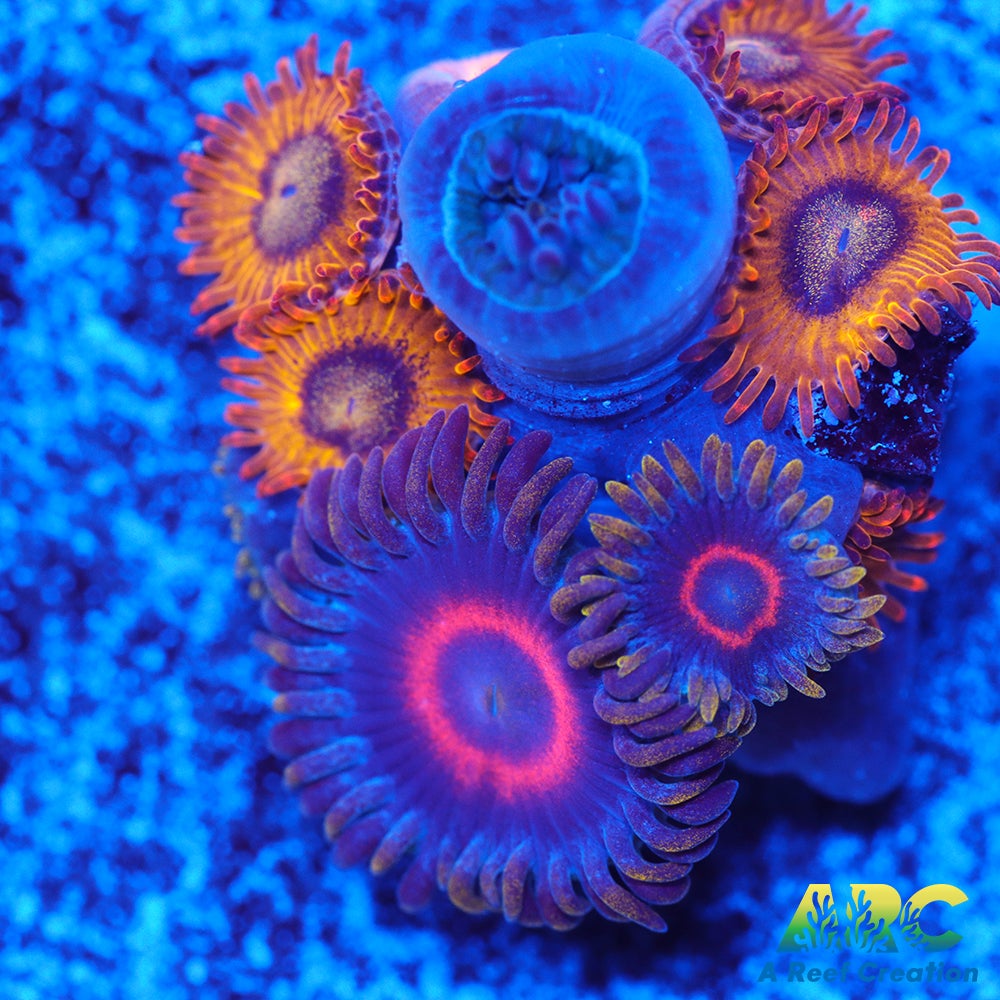 Purple Hearts and Pikachus