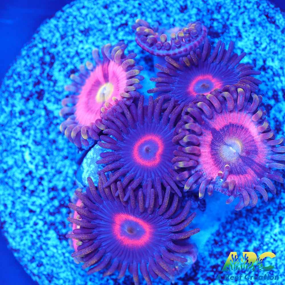 CC Pink Kush and Purple Hearts