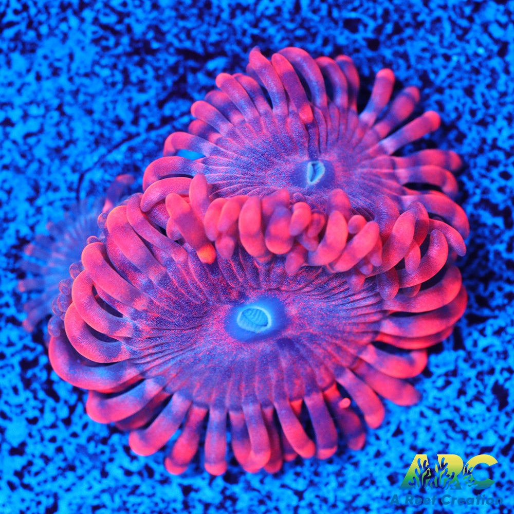 Playdoh Zoa