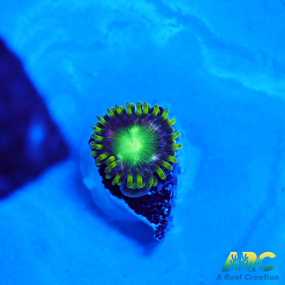 Radioactive Dragon Eyes