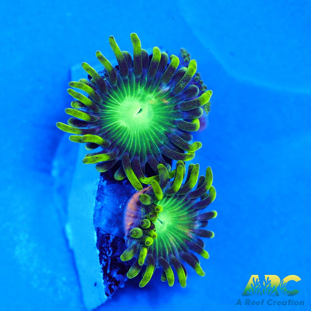 Radioactive Dragon Eyes