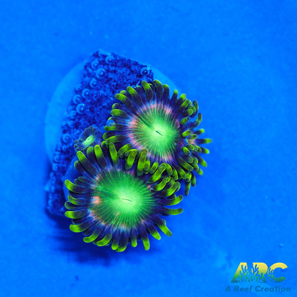 Radioactive Dragon Eyes