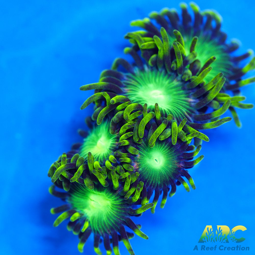 Radioactive Dragon Eyes