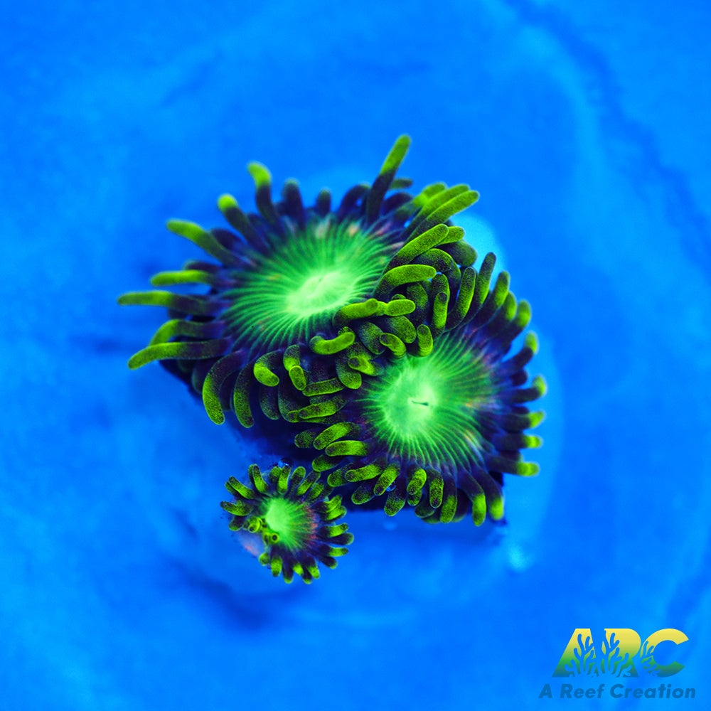 Radioactive Dragon Eyes