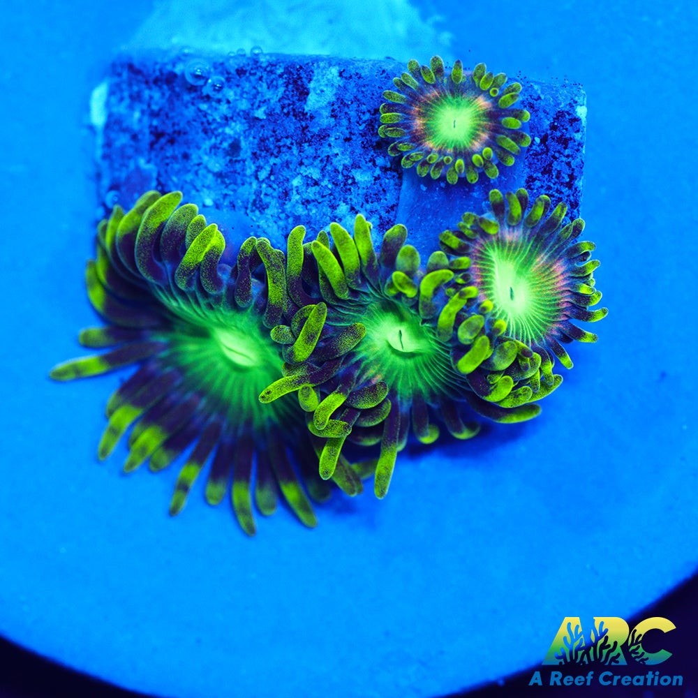 Radioactive Dragon Eyes