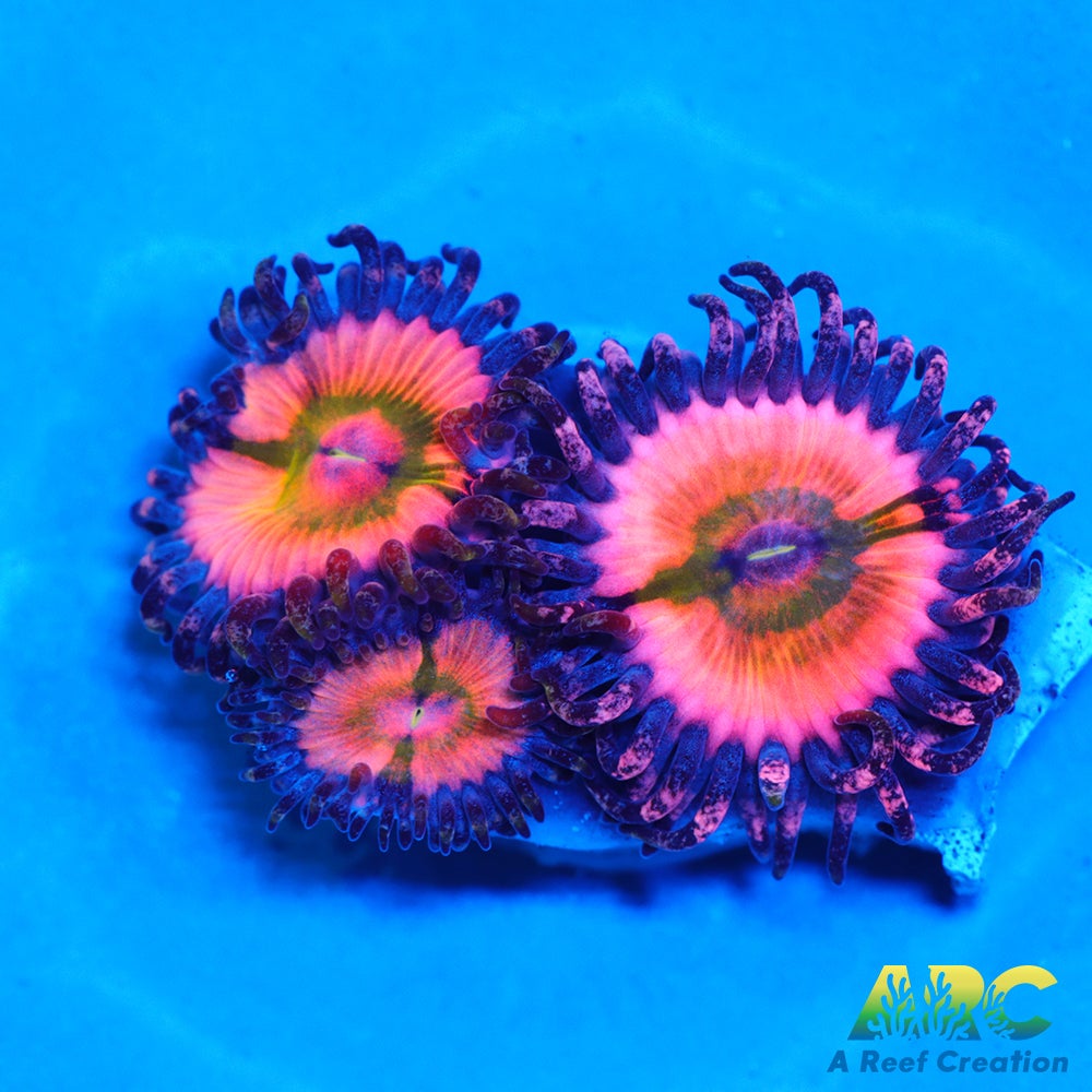 CB Rainbow Infusions